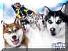 Chiens des neiges 01.jpg (85395 octets)