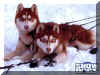 Chiens des neiges 02.jpg (57030 octets)