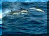 Dauphins 01.jpg (123668 octets)