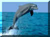 Dauphins 02.jpg (116248 octets)