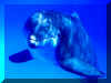 Dauphins 03.jpg (56997 octets)