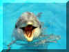 Dauphins 04.jpg (139890 octets)