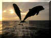 Dauphins 05.jpg (97077 octets)