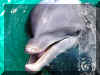Dauphins 06.jpg (129774 octets)