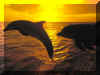 Dauphins 07.jpg (112624 octets)