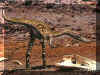 Dinosaure 02.JPG (137399 octets)