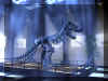Dinosaure 03.JPG (105518 octets)