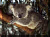 Koala 02.jpg (168857 octets)