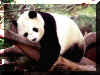 Panda 02.jpg (140060 octets)