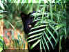 Panthere 01.jpg (105207 octets)