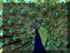 Paon 01.jpg (247587 octets)