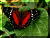 Papillon 01.jpg (89467 octets)