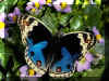 Papillon 02.jpg (152965 octets)