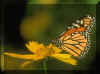 Papillon 03.jpg (67307 octets)