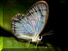 Papillon 04.jpg (127245 octets)