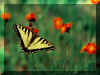 Papillon 05.jpg (88141 octets)