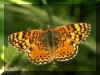Papillon 06.jpg (88348 octets)