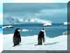 Pingouins 01.jpg (53750 octets)