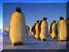 Pingouins 02.jpg (117783 octets)