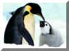 Pingouins 04.jpg (65282 octets)