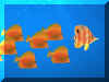 Poissons 01.jpg (50511 octets)