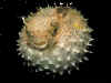 Poissons 02.jpg (86442 octets)