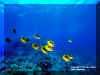 Poissons 03.jpg (140208 octets)
