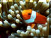 Poissons 04.jpg (124520 octets)