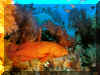 Poissons 06.jpg (118183 octets)