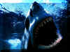 Requins 01.jpg (127617 octets)