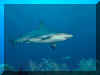 Requins 02.jpg (48797 octets)