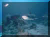 Requins 03.jpg (93364 octets)