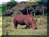Rhino 01.jpg (128015 octets)