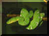 Serpent 01.jpg (79790 octets)