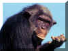 Singe 03.jpg (119045 octets)