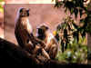 Singe 05.jpg (131453 octets)