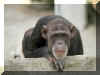 Singe 06.jpg (120524 octets)