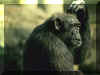 Singe 07.jpg (105170 octets)