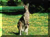kangourous 01.jpg (146289 octets)
