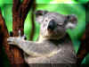 koala 01.jpg (115800 octets)