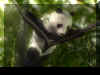 panda 01.jpg (69369 octets)