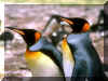 pingouins 03.jpg (141682 octets)