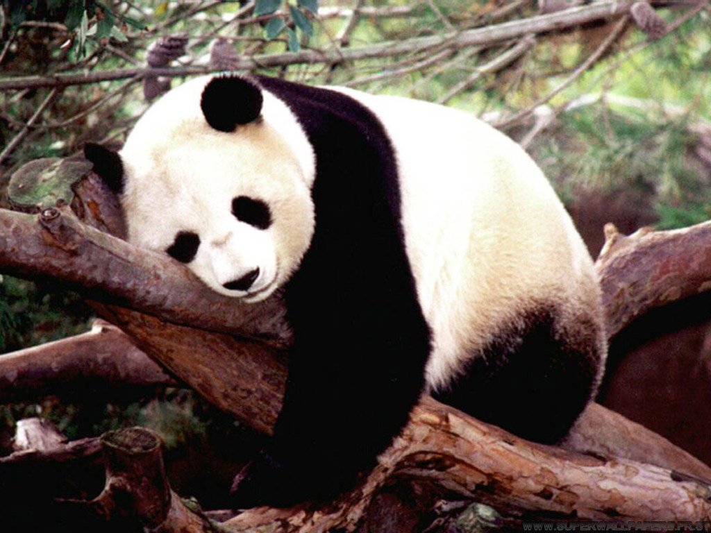 5 dcembre - Interdit aux Pandas mineurs ! Panda%2002