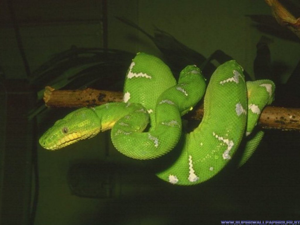 Serpent%2001.jpg