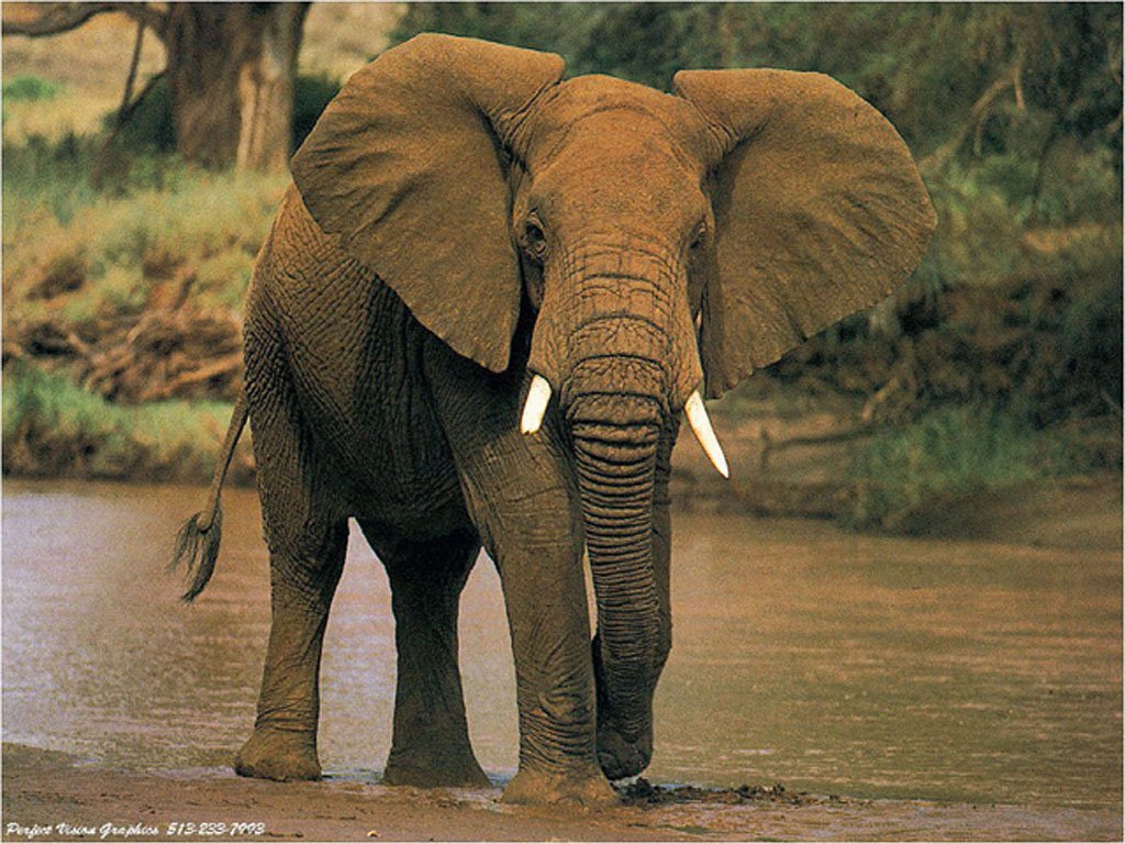l'elephant d'afrique Elephants%2001